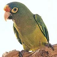 Orange-Fronted Conure