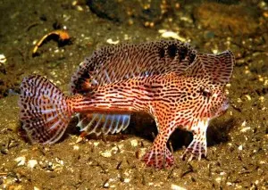 Brachionichthys hirsutus Brachionichthys hirsutus
